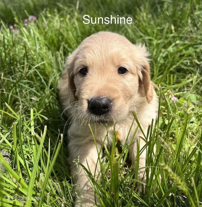 Sunshine – Golden Retriever puppy for sale in Starkville, MS
