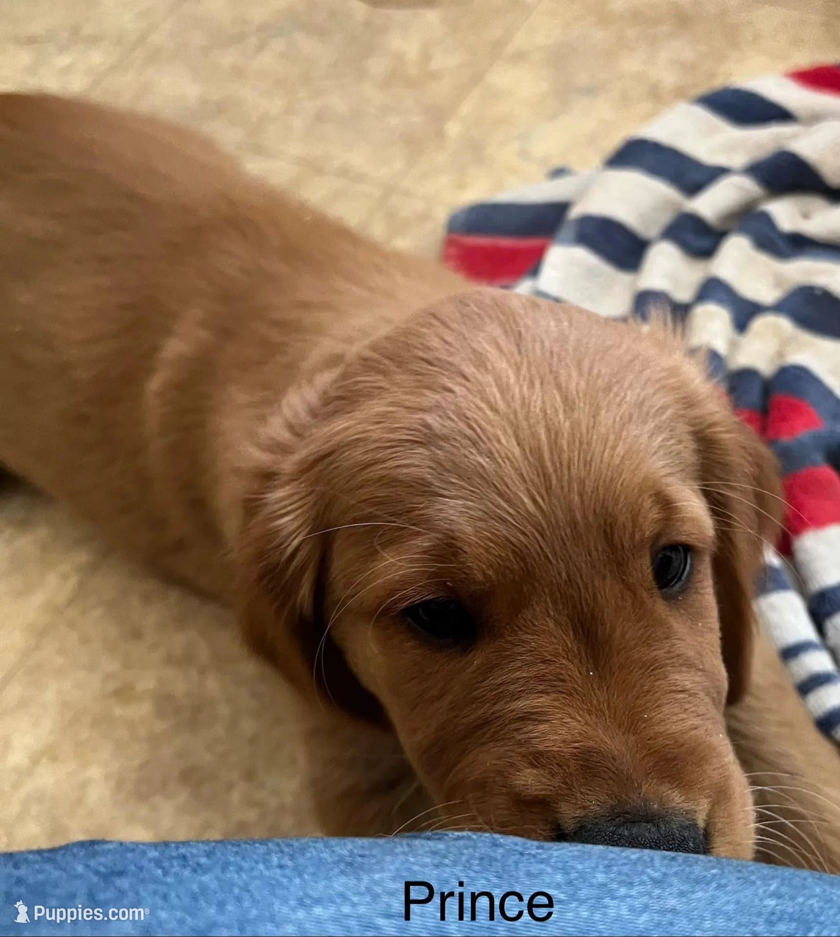 Prince, a male Golden Retriever for sale in Starkville, MS – 1 of 1