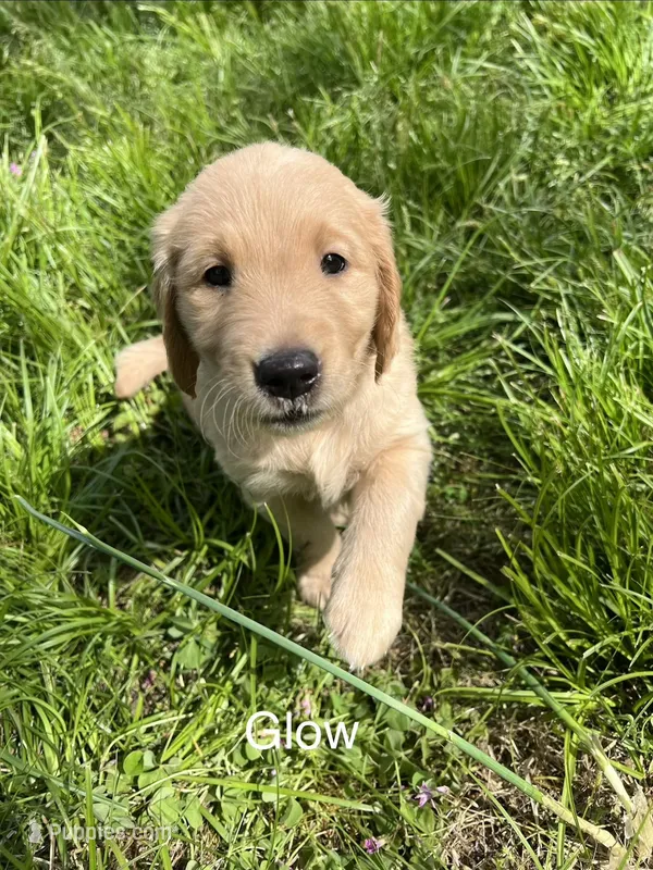 Glow – Golden Retriever puppy for sale in Starkville, MS