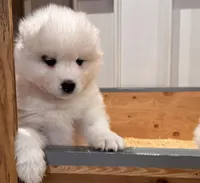 Cassi, a female Samoyed for sale in Sandpoint, ID – Photo 4 of 6