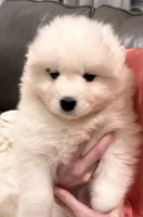 Cassi, a female Samoyed for sale in Sandpoint, ID – Photo 2 of 6