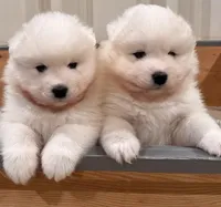 Everly, a female Samoyed for sale in Sandpoint, ID – Photo 5 of 5