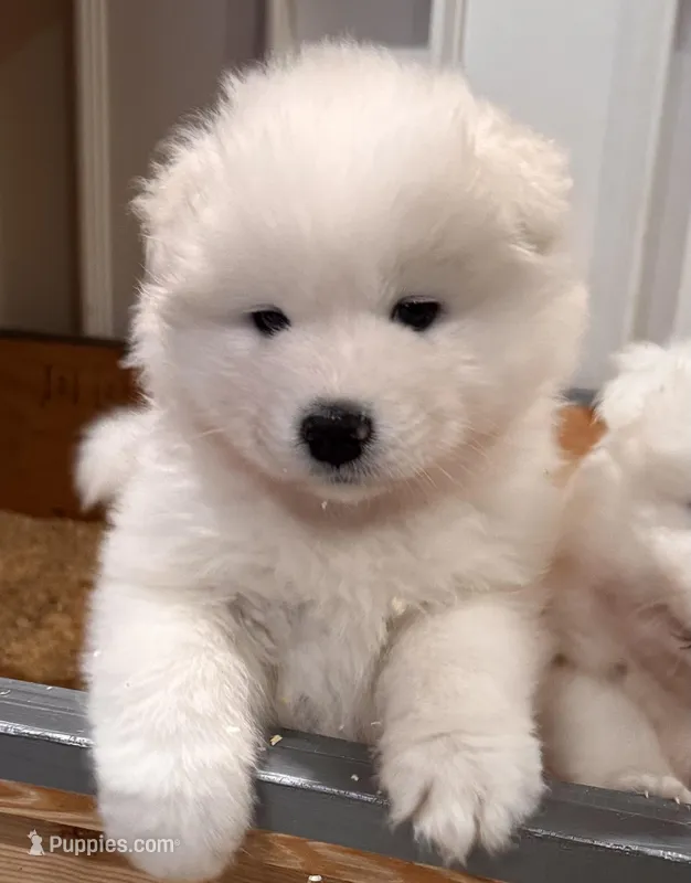 Everly, a female Samoyed for sale in Sandpoint, ID – Photo 1 of 5