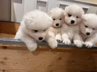 Cassi, a female Samoyed for sale in Sandpoint, ID – Photo 6 of 6