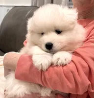 AKC ~ Archie, a male Samoyed for sale in Sandpoint, ID – Photo 2 of 5