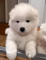 AKC ~ Archie, a male Samoyed for sale in Sandpoint, ID – Photo 1 of 5