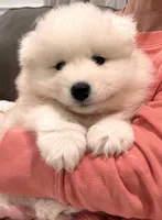 AKC ~ Archie, a male Samoyed for sale in Sandpoint, ID – Photo 4 of 5