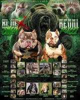 Raxx, a male American Bully for sale in Decatur, AL – 3 of 5