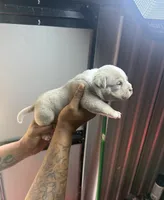 Raxx, a male American Bully for sale in Decatur, AL – 2 of 5