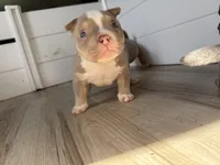 Raxx, a male American Bully for sale in Decatur, AL – 4 of 5