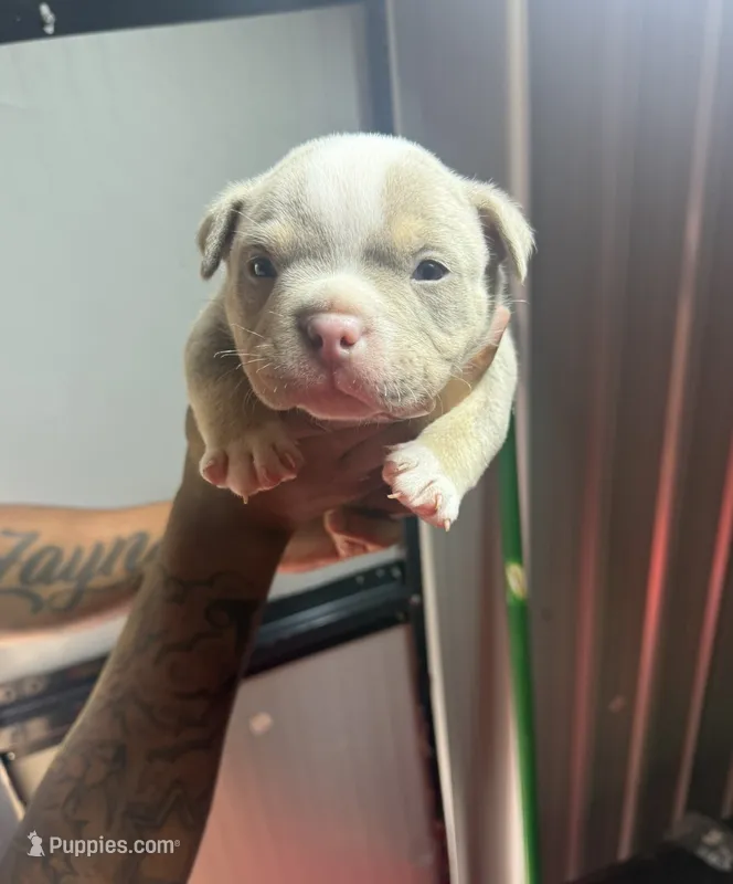 Raxx – American Bully puppy for sale in Decatur, AL