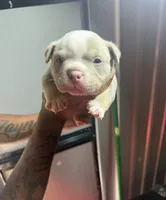 Raxx, a male American Bully for sale in Decatur, AL – 1 of 5