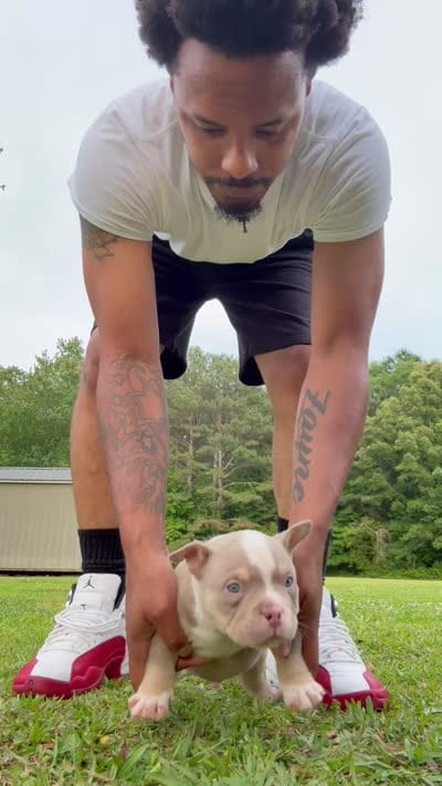 Raxx, a male American Bully for sale in Decatur, AL – 5 of 5