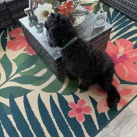 Tasha, a female Portuguese Water Dog for sale in Orlando, FL – Photo 3 of 3