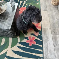 Tasha, a female Portuguese Water Dog for sale in Orlando, FL – Photo 1 of 3