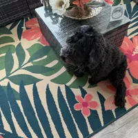 Tasha, a female Portuguese Water Dog for sale in Orlando, FL – Photo 2 of 3