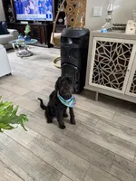 Tasha, a female Portuguese Water Dog for sale in Orlando, FL – 3 of 5