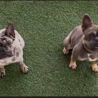 Tyson, a male French Bulldog for sale in Orlando, FL – Photo 3 of 5