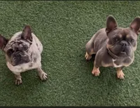 Tyson, a male French Bulldog for sale in Orlando, FL – Photo 3 of 5