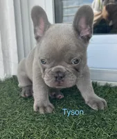 Tyson, a male French Bulldog for sale in Orlando, FL – Photo 4 of 5