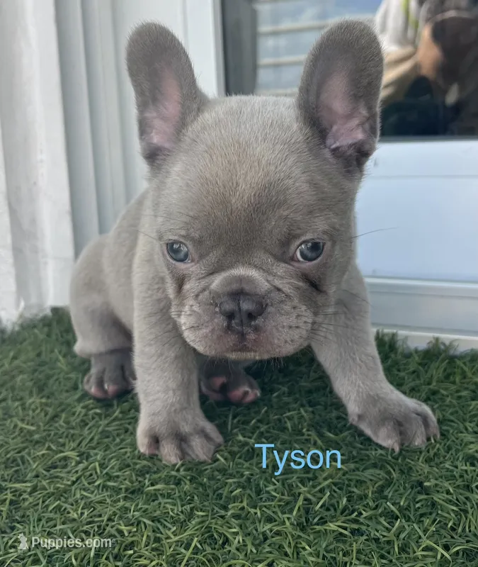 Tyson