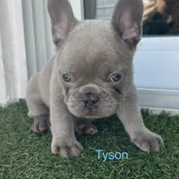 Tyson, a male French Bulldog for sale in Orlando, FL – Photo 1 of 5
