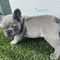 Tyson, a male French Bulldog for sale in Orlando, FL – Photo 2 of 5