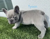 Tyson, a male French Bulldog for sale in Orlando, FL – Photo 2 of 5