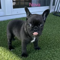 Nova, a female French Bulldog for sale in Orlando, FL – Photo 2 of 5