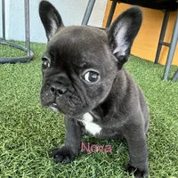 Nova, a female French Bulldog for sale in Orlando, FL – Photo 1 of 5