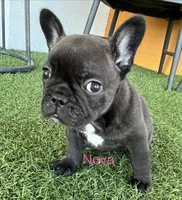 Nova, a female French Bulldog for sale in Orlando, FL – Photo 1 of 5