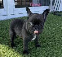 Nova, a female French Bulldog for sale in Orlando, FL – Photo 3 of 5