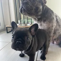 Nova, a female French Bulldog for sale in Orlando, FL – Photo 5 of 5