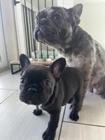 Nova, a female French Bulldog for sale in Orlando, FL – Photo 5 of 5