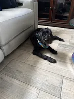 Tasha, a female Portuguese Water Dog for sale in Orlando, FL – 5 of 5