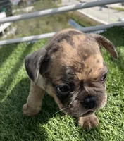 Hazelo, a female French Bulldog for sale in Orlando, FL – Photo 4 of 4