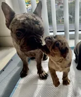 Hazelo, a female French Bulldog for sale in Orlando, FL – Photo 3 of 4