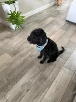 Tasha, a female Portuguese Water Dog for sale in Orlando, FL – 1 of 5