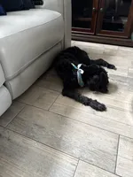 Tasha, a female Portuguese Water Dog for sale in Orlando, FL – 4 of 5