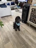 Tasha, a female Portuguese Water Dog for sale in Orlando, FL – 2 of 5