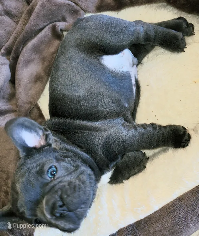 Rocco – French Bulldog puppy for sale in De Witt, AR