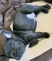 Rocco, a male French Bulldog for sale in De Witt, AR – 1 of 4
