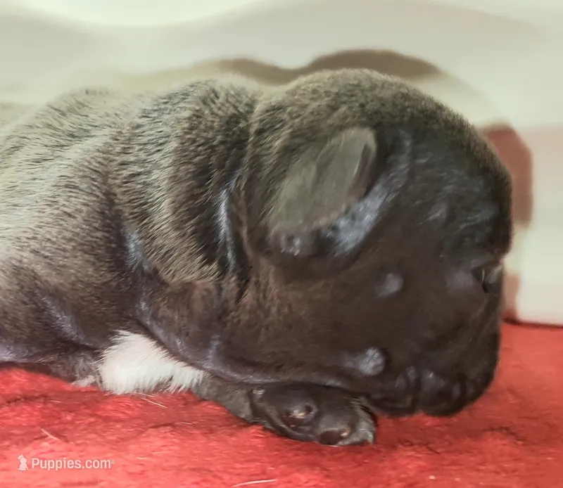 Rocco – French Bulldog puppy for sale in De Witt, AR