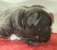 Rocco, a male French Bulldog for sale in De Witt, AR – 4 of 4