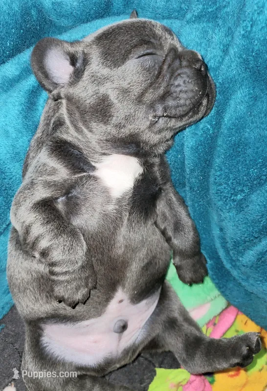 Rocco – French Bulldog puppy for sale in De Witt, AR