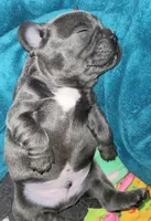 Rocco, a male French Bulldog for sale in De Witt, AR – 3 of 4