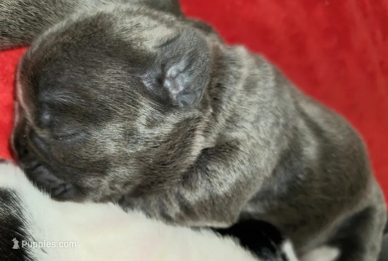 Rocco, a male French Bulldog for sale in De Witt, AR – Photo 1 of 3