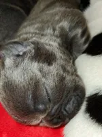 Rocco, a male French Bulldog for sale in De Witt, AR – Photo 2 of 3