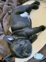 Rocco, a male French Bulldog for sale in De Witt, AR – 2 of 4