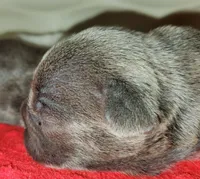 Rocco, a male French Bulldog for sale in De Witt, AR – Photo 3 of 3